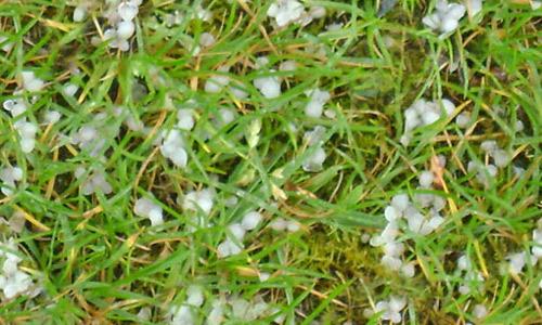 Hail-on-Grass-2