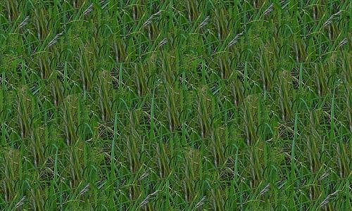 Large-Grass