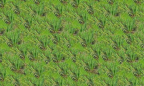 Long-Grass